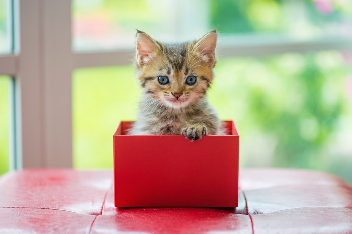 赤い箱に入った子猫