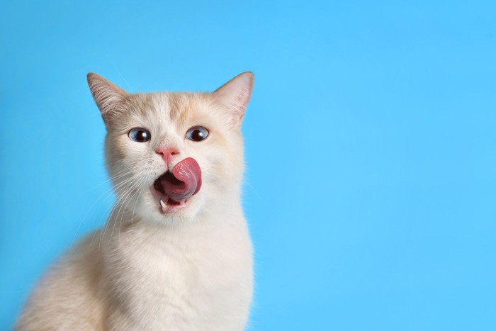 ペロッと舌を出す猫