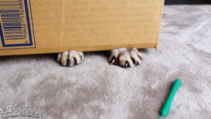箱から出る猫の前足