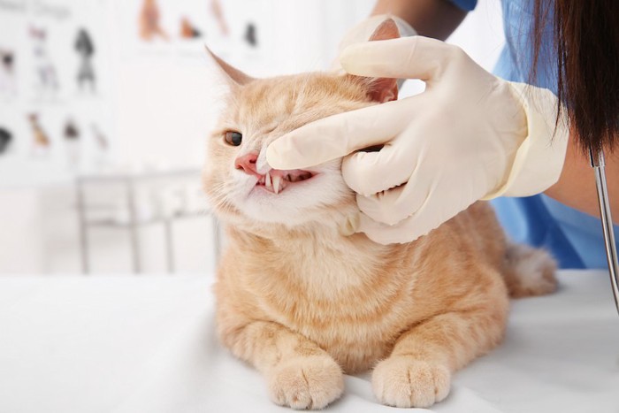病院で口の中をチェックされている猫