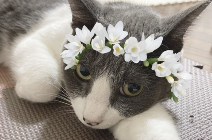 花冠の猫