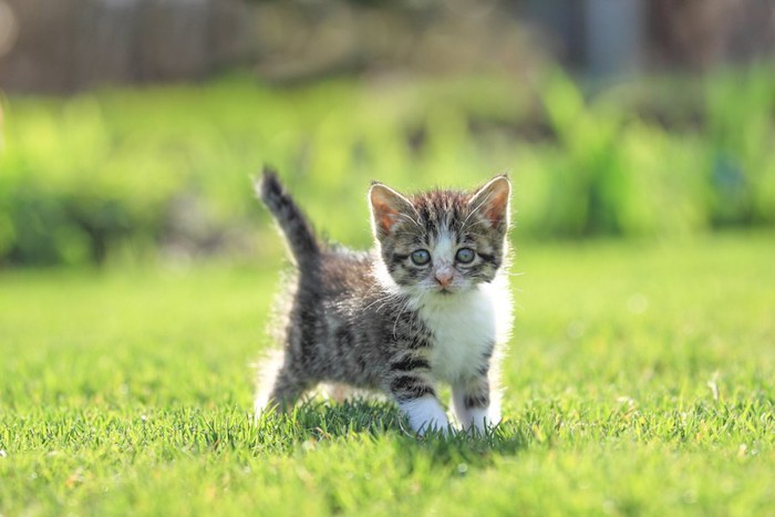 芝生の上に立つ子猫