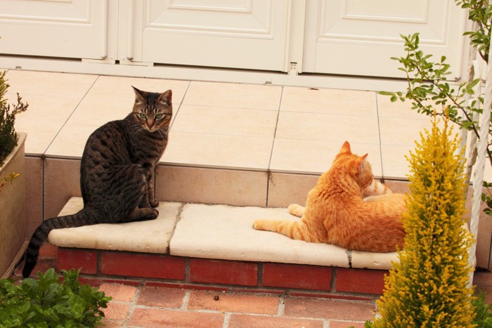 庭にたたずむ2匹の猫