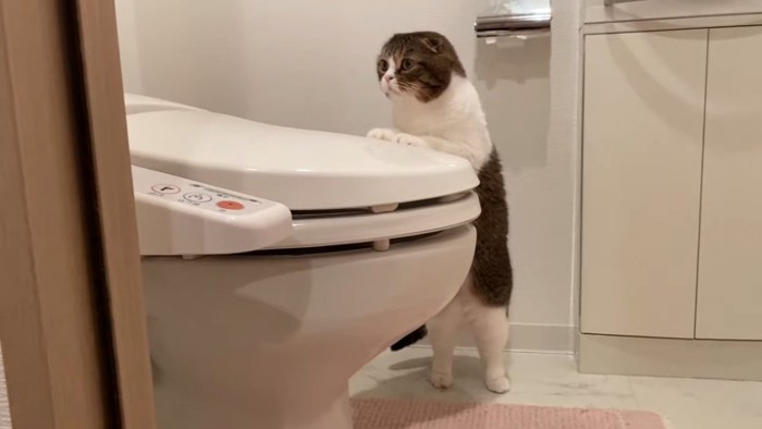 トイレに前足をかけて立つ猫