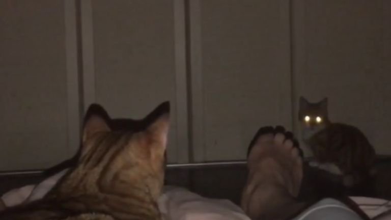 夜の部屋にいる二匹の猫