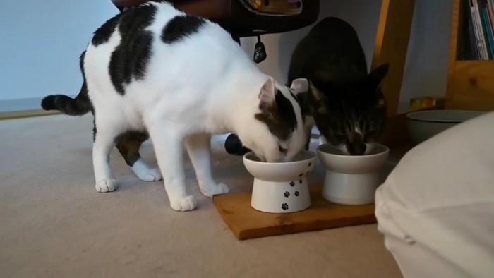 ご飯を食べる猫2匹