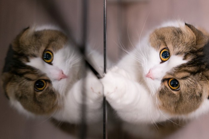 鏡にうつる猫