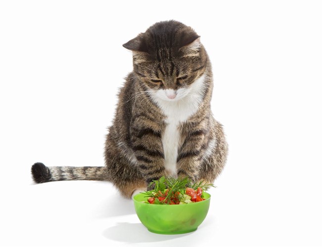 サラダを眺めている猫
