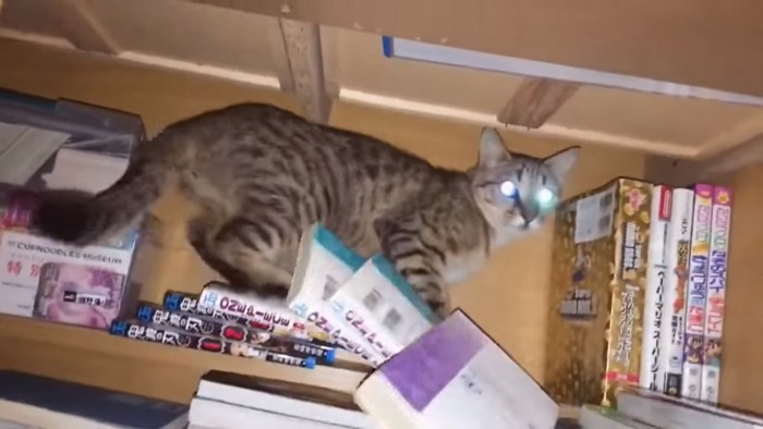 本棚にいる猫