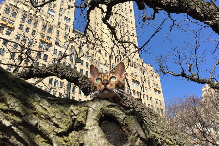 ニューヨークのセントラルパークで木登りする猫
