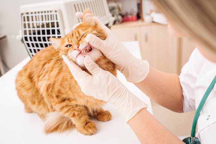 猫の歯をチェックしている獣医師