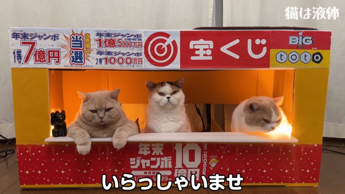 宝くじ売り場に座る3匹の猫