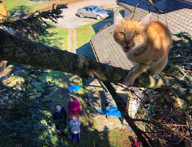 木の上の猫と見守る家族