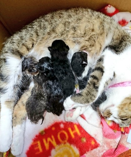 授乳中の親猫と子猫