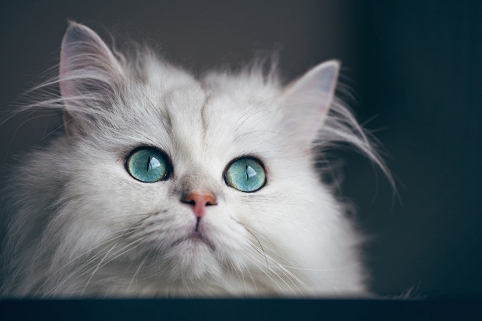 まん丸な瞳の白猫