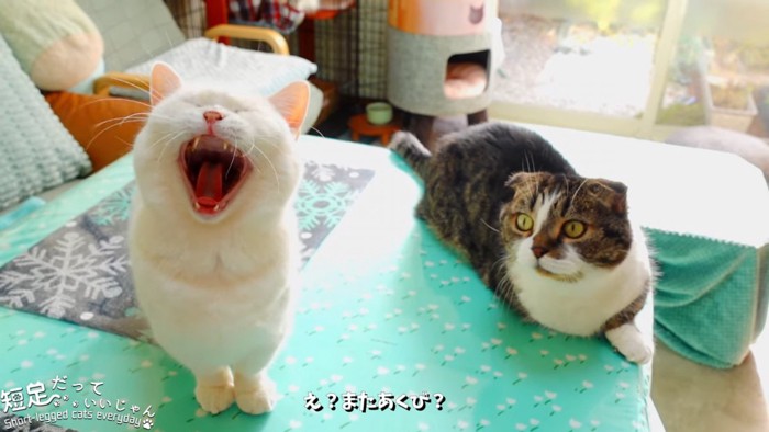 あくびをする猫と座る猫
