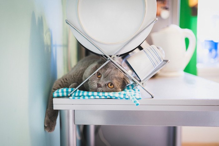 乾かすお皿の下に居る猫