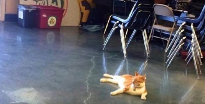 教室の中に猫