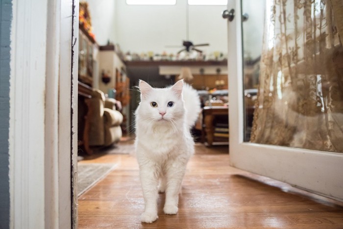 部屋の入り口に立つ白猫