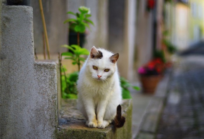 街中に座る野良猫