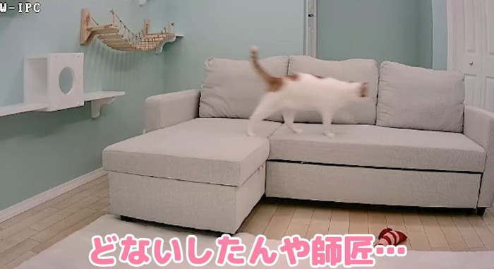 ソファの上の猫