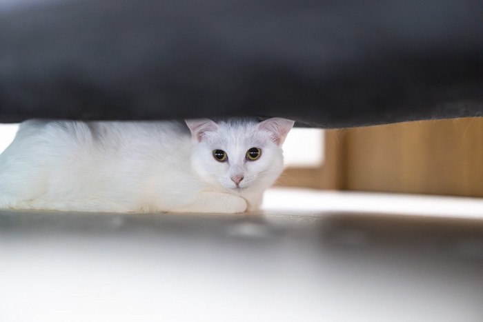 ソファの下の白猫