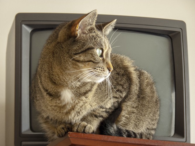 テレビの前で邪魔をする猫