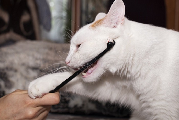 歯磨きを拒否する猫