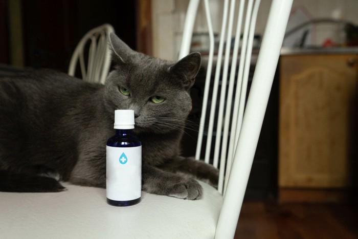 小瓶のにおいを嗅ぐ猫