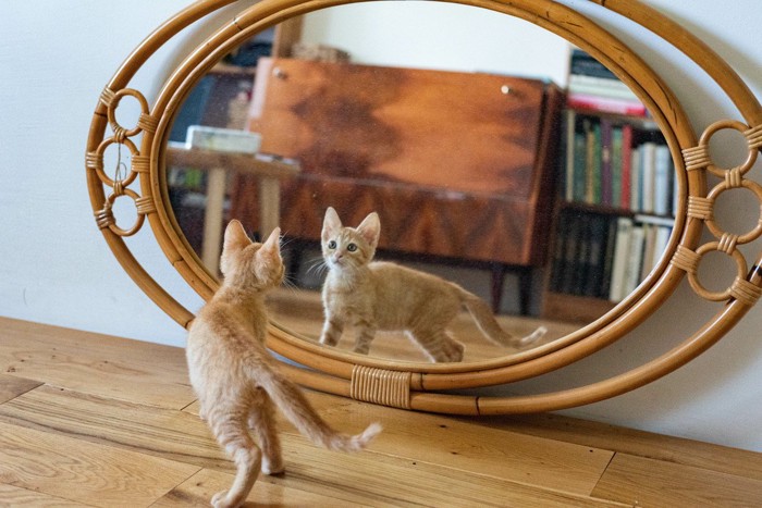 鏡に映る自分を見る茶トラ猫
