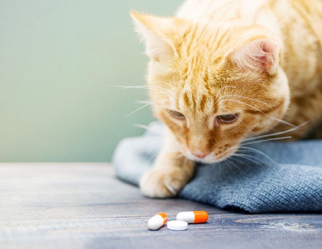 薬を見ている猫