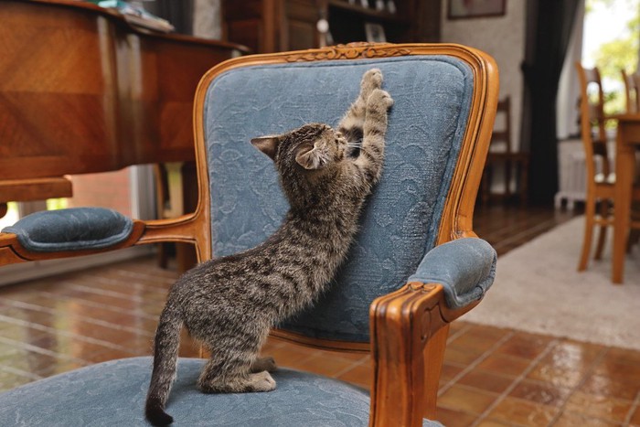 椅子で爪とぎをする猫