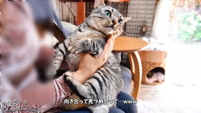 抱っこされる猫