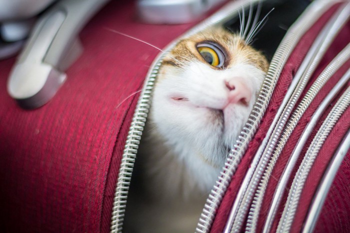 鞄からのぞく猫
