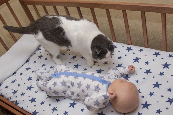 赤ちゃんのベッドに乗って匂いを嗅ぐ猫
