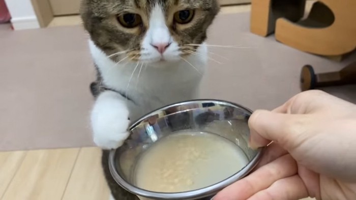 食器にタッチする猫