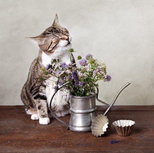 花とくしゃみする猫