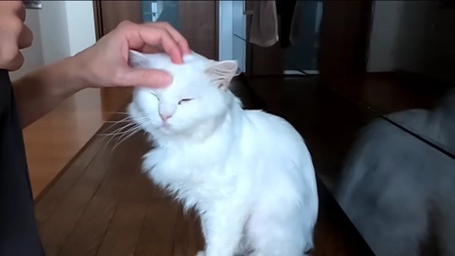 猫の頭を撫でる人
