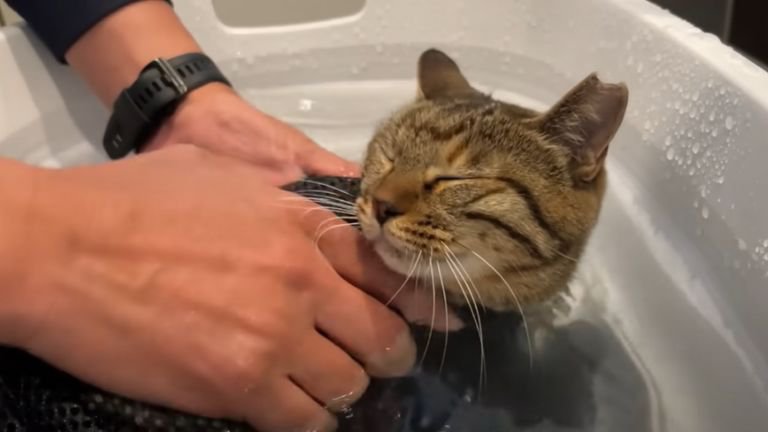 お風呂で揉み洗いされている猫