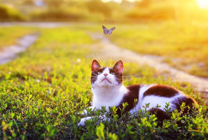 蝶を見つめる猫