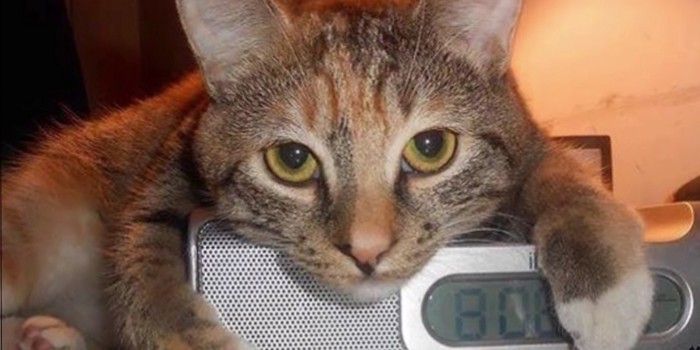 ラジオ時計の上に猫