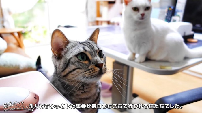 縞模様の猫とテーブルに座る猫
