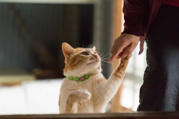 人の手に手を寄せる猫