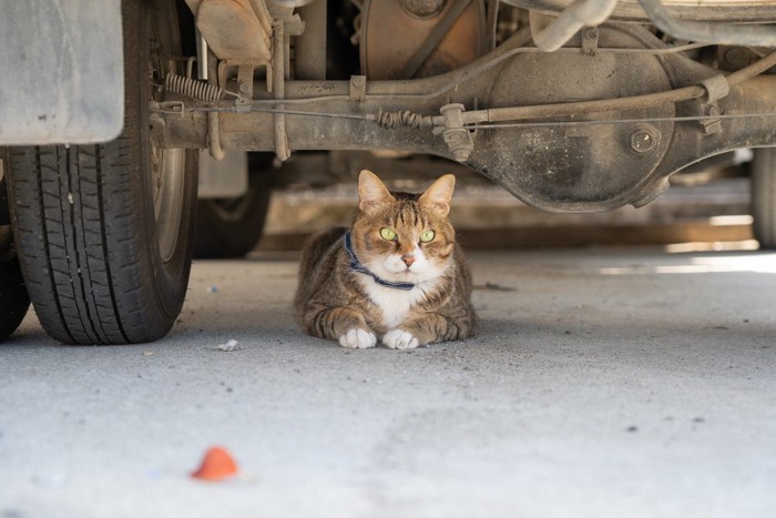 車の下で伏せる猫