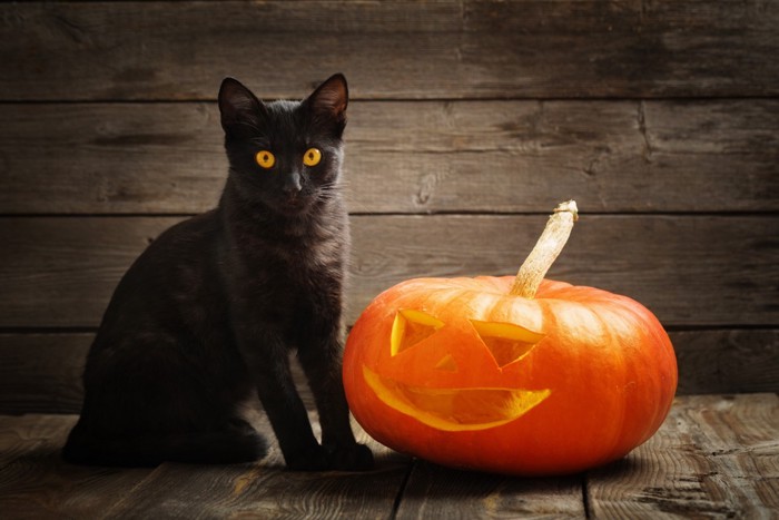 ハロウィンのかぼちゃと黒猫