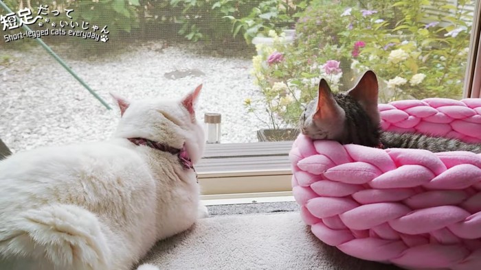 外を見る白猫と猫ベッドの中の子猫