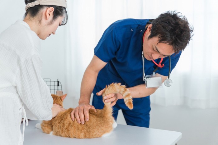 猫のお尻を見る獣医師