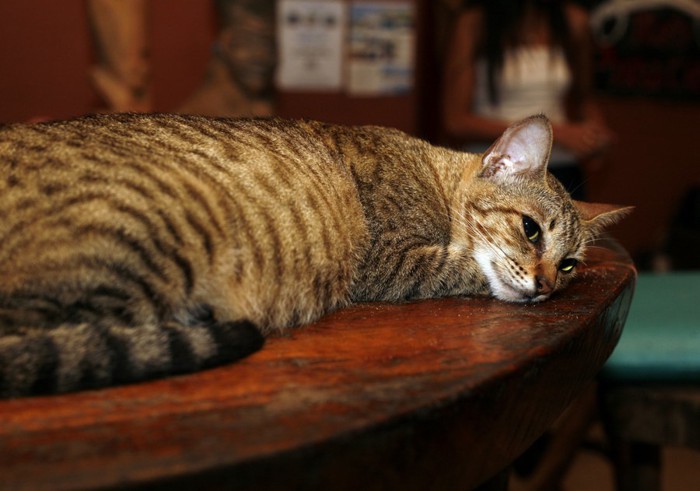 テーブルに寝そべっている猫