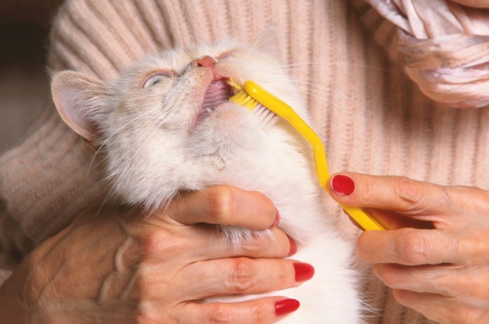歯磨きされる猫