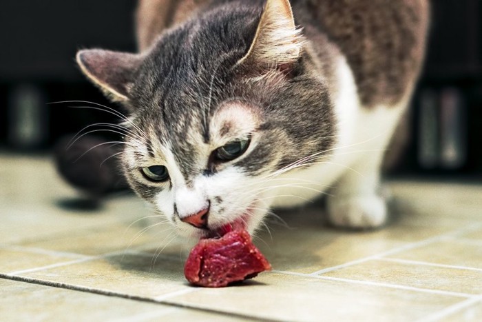 牛肉を食べる猫